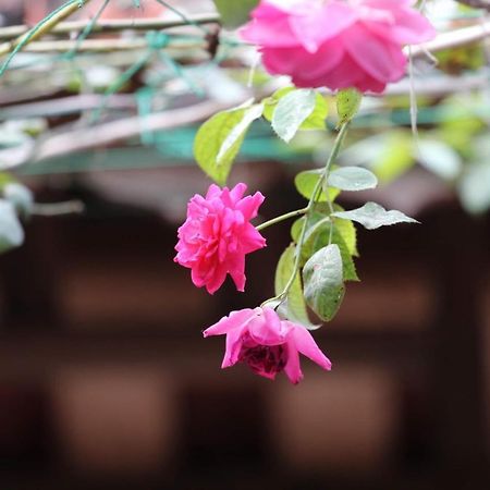 Chicken'S House- Duong Lam Homestay Hanoi Exteriör bild